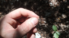 Ablepharus anatolicus