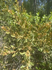 Lyonia ferruginea