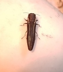 Agrilaxia