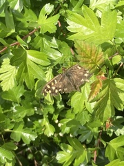 Pararge aegeria