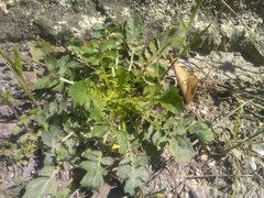 Crepis bursifolia