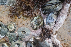 Scutellastra granularis