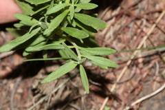 Chaenostoma patrioticum