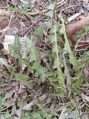 Taraxacum officinale