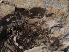 Spergularia bocconei