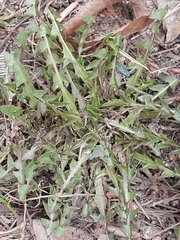Taraxacum officinale