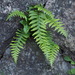 Japanese Beech Fern - Photo (c) harum.koh, some rights reserved (CC BY-SA), uploaded by harum.koh