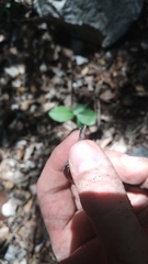 Ablepharus anatolicus