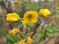 Erythrostemon mexicanus