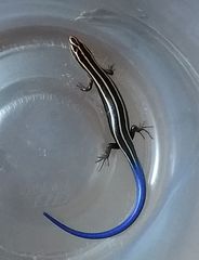 Plestiodon sumichrasti