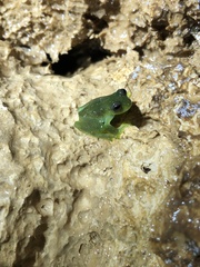 Rulyrana flavopunctata