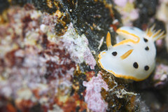 Chromodoris orientalis