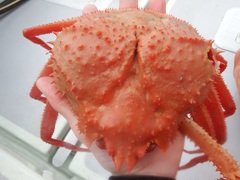 Chionoecetes tanneri