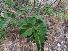 Erythrostemon mexicanus