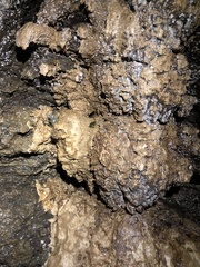 Rulyrana flavopunctata