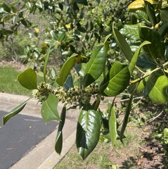 Ilex cornuta