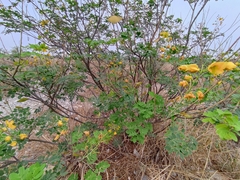 Erythrostemon mexicanus