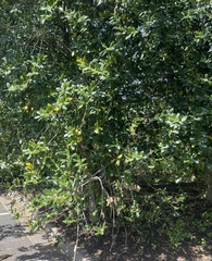 Ilex cornuta