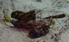 Dactylopus dactylopus