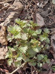 Urtica dioica