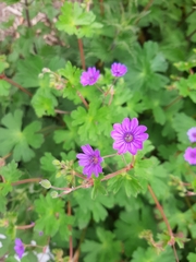 Geranium pyrenaicum