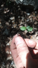 Ablepharus anatolicus