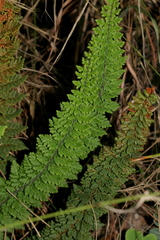 Cheilanthes hirta
