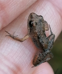 Microbatrachella capensis