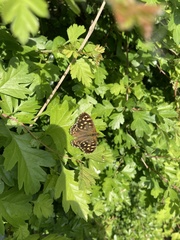 Pararge aegeria