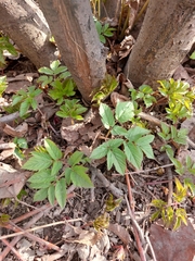 Aegopodium podagraria