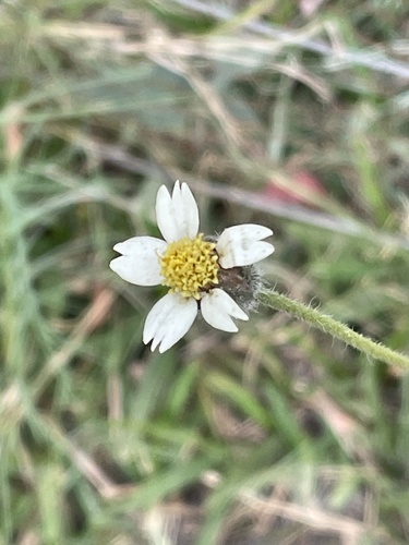 Tridax procumbens