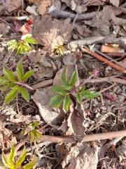Aegopodium podagraria