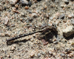 Phanogomphus exilis
