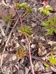 Aegopodium podagraria