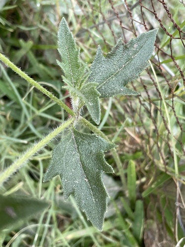 Tridax procumbens