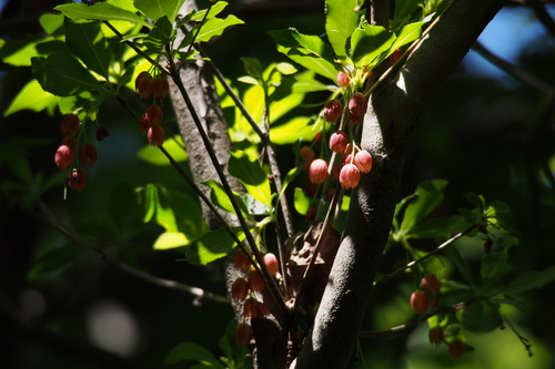 Enkianthus cernuus, photograph 1