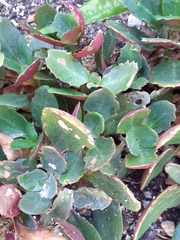 Crassuloideae
