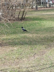 Corvus cornix