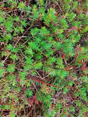 Laurembergia repens