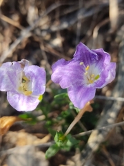 Salpiglossis