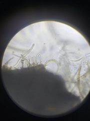 Ophiobolus acuminatus