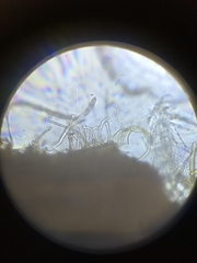 Ophiobolus acuminatus