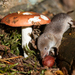 Common Shrew - Photo (c) Hanna Knutsson, some rights reserved (CC BY-NC-ND)