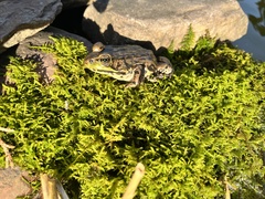 Brotherella recurvans