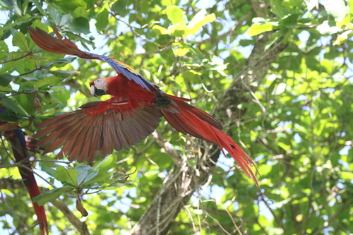 Scarlet Macaw
