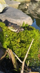 Brotherella recurvans