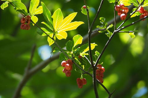 Enkianthus cernuus, photograph 2