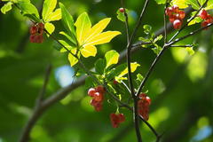 Enkianthus cernuus, photograph (c) harum.koh, some rights reserved (CC BY-SA)