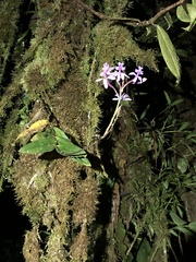 Epidendrum lavendulum