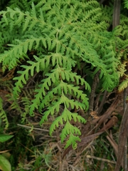 Histiopteris